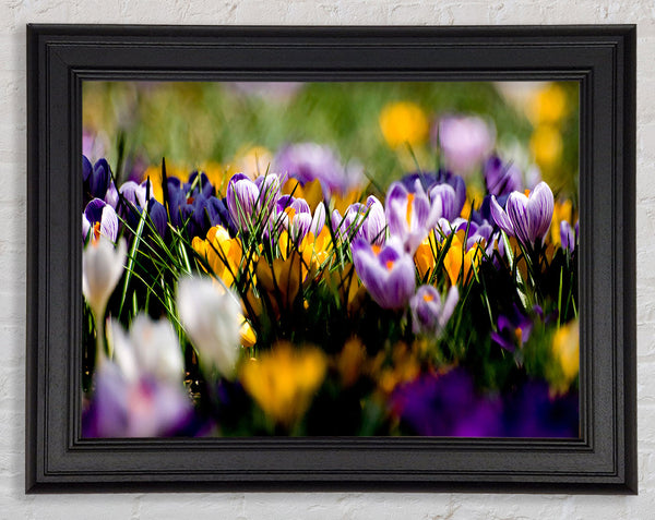 Crocus Field Framed Print