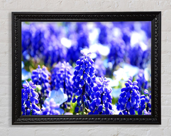 Grape Hyacinths Framed Print