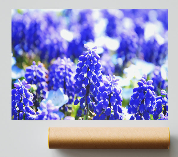 Grape Hyacinths Poster