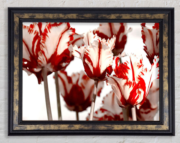 Parrot Tulips Red n White Framed Print