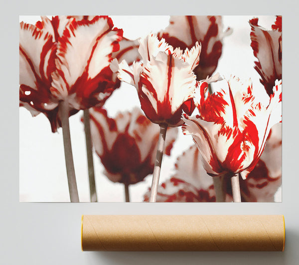 Parrot Tulips Red N White Giclee Print