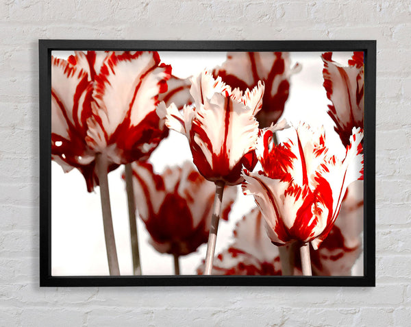 Parrot Tulips Red n White Framed Print