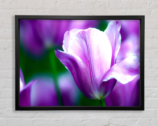 Violet Tulip Framed Print