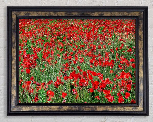 Red Poppy Field Framed Print