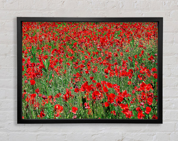 Red Poppy Field Framed Print
