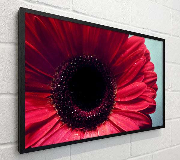 Gerbera Flower Deep Red