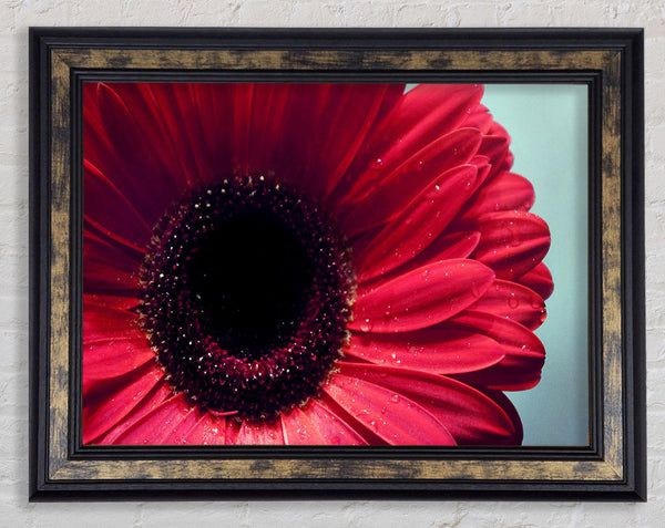 Gerbera Flower Deep Red Framed Print