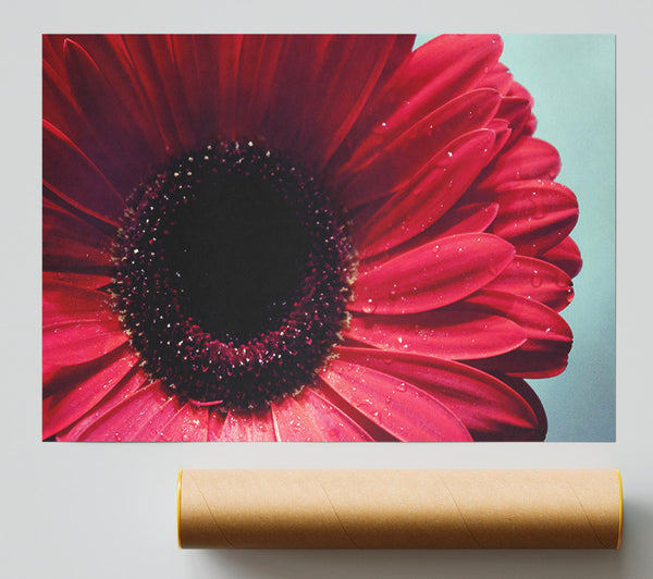 Gerbera Flower Deep Red Giclee Print