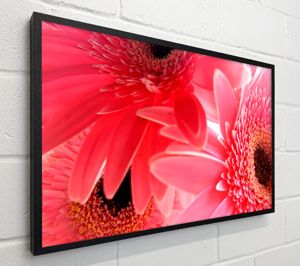 Pink Gerbera Flower Mayhem