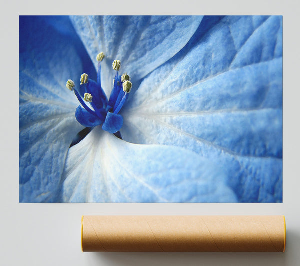 Soft Blue Flower Poster