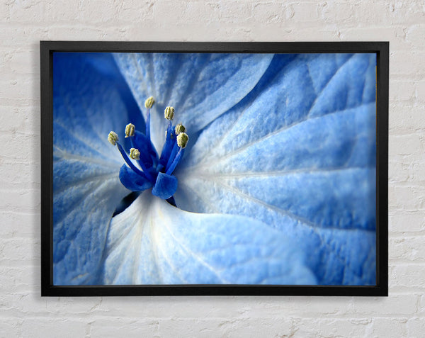 Soft Blue Flower Framed Print
