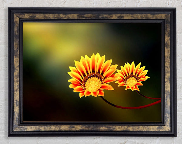 Duo Fire Flowers Framed Print