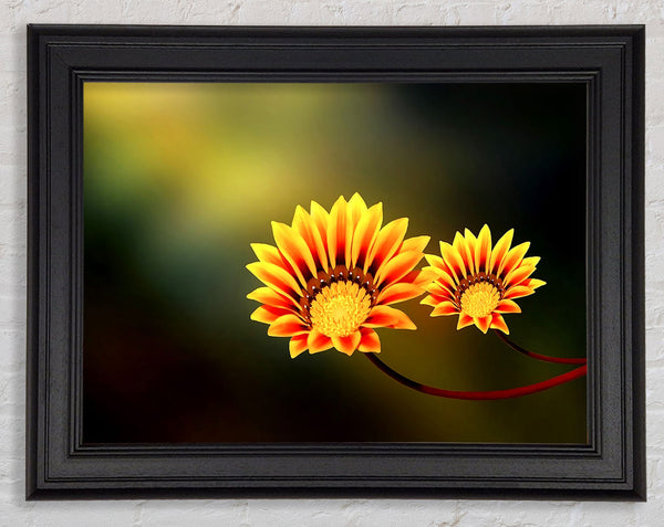 Duo Fire Flowers Framed Print