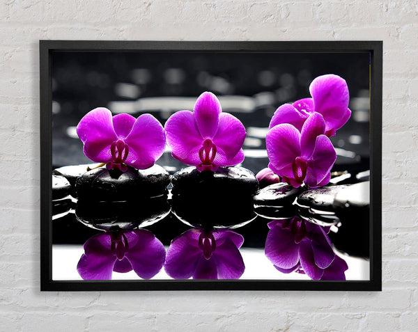 Trio Of Orchids Framed Print