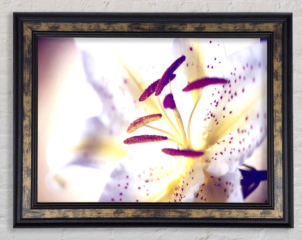 White Tiger Lily Framed Print