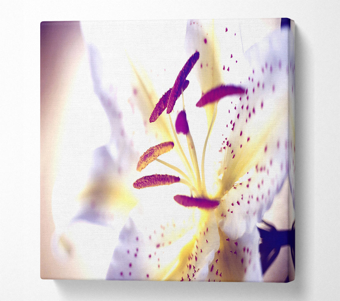  A Canvas Print of White Tiger Lily Canvas Art