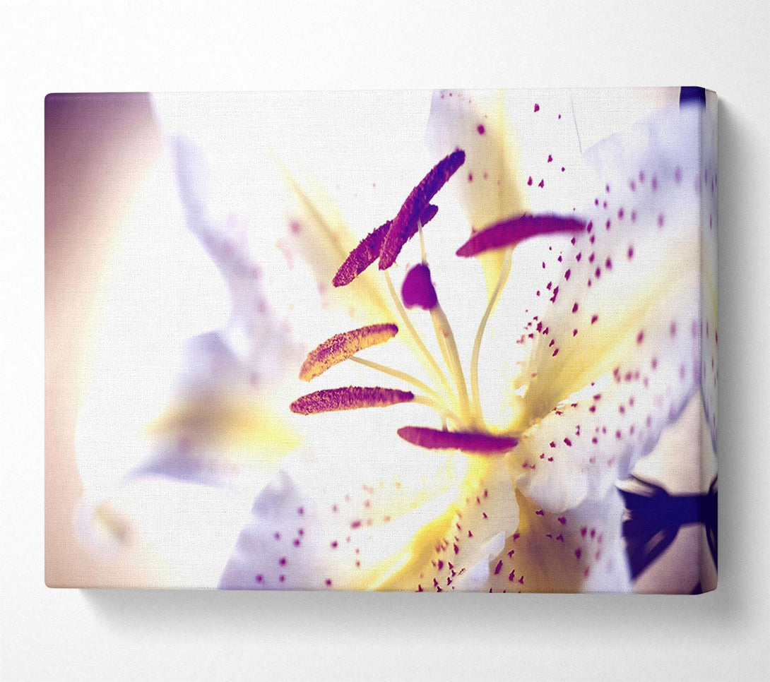  A Canvas Print of White Tiger Lily Canvas Art