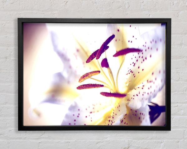 White Tiger Lily Framed Print