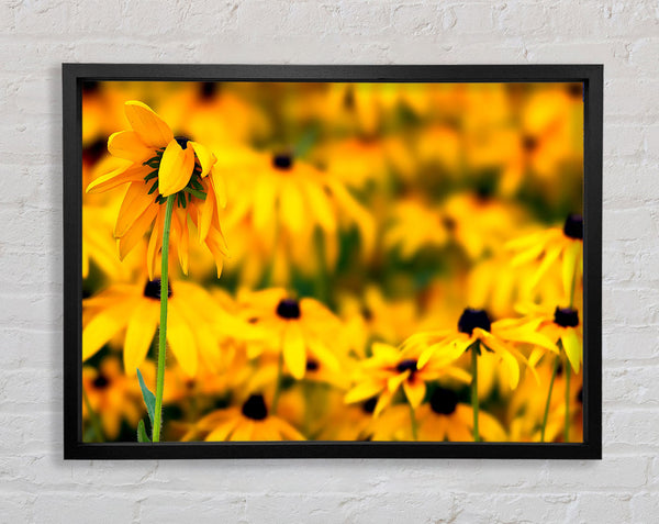 Black Eyed Susan Flowers Framed Print