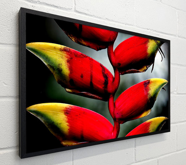 Heliconia Pendula Inflorescence