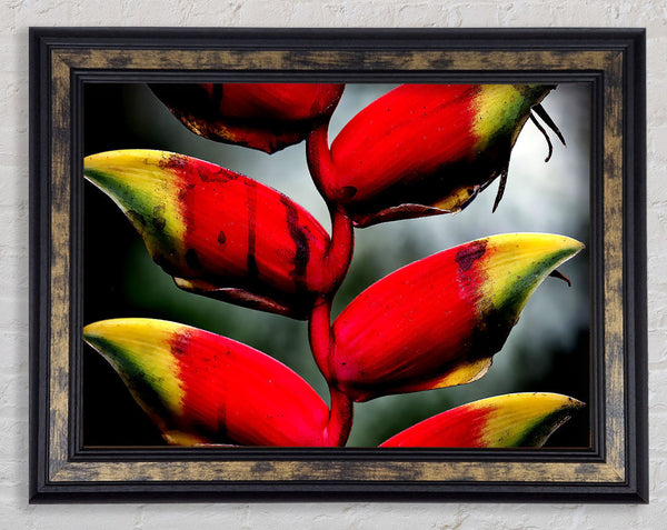 Heliconia Pendula Inflorescence Framed Print
