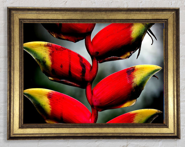 Heliconia Pendula Inflorescence Framed Print