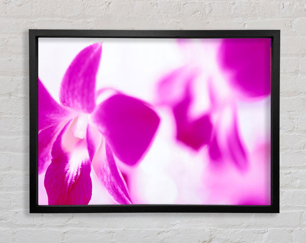 Purple Flowers On White Background Framed Print