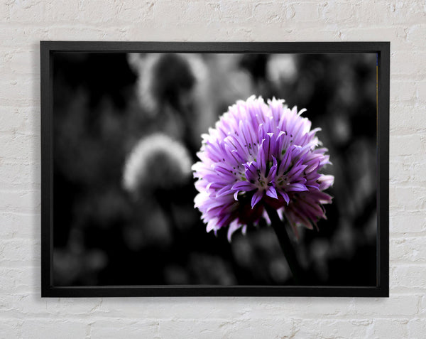Purple Flower On Black And White Background Framed Print