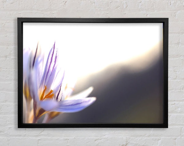 Spring Flowers Crocus Framed Print