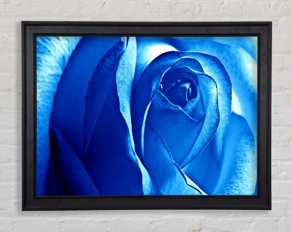 Blue Rose Framed Print