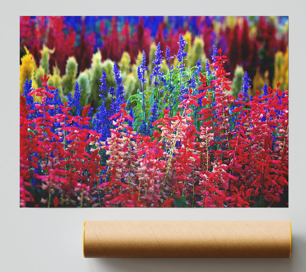 Rainbow Flowers Poster