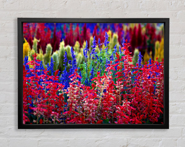 Rainbow Flowers Framed Print