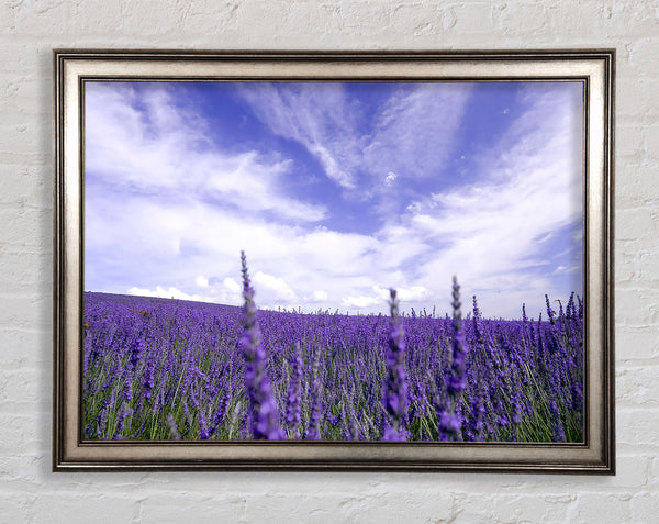 Lavender Field In The Sky Framed Print