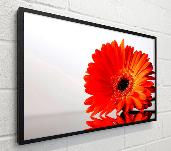 Gerbera Daisies Reflection