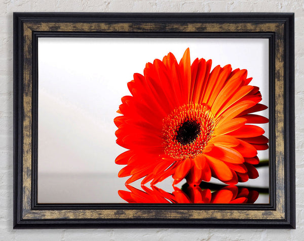 Gerbera Daisies Reflection Framed Print