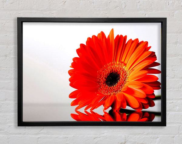 Gerbera Daisies Reflection Framed Print