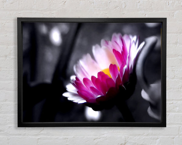 Pink Flower On Black And White Background Framed Print