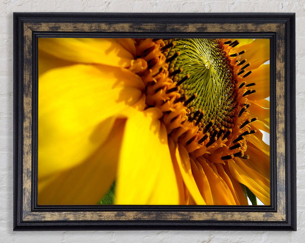 Sunflower Side Framed Print