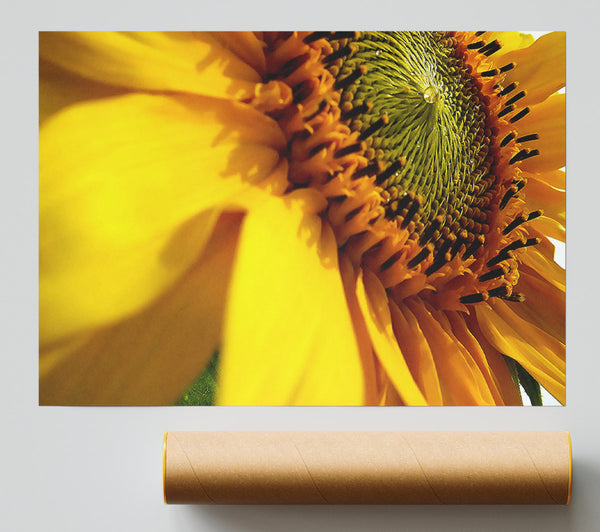 Sunflower Side Giclee Print