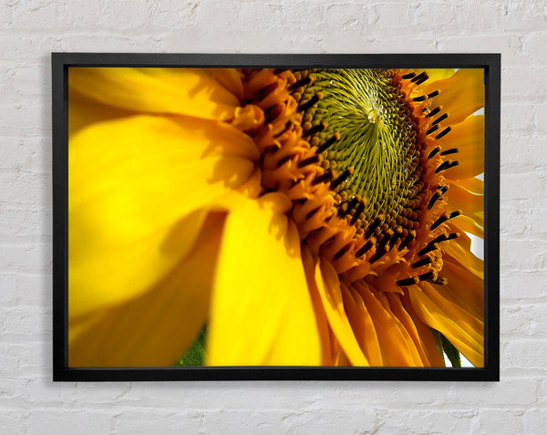 Sunflower Side Framed Print