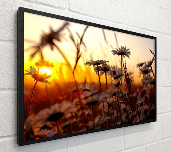 Daisies At Sunset