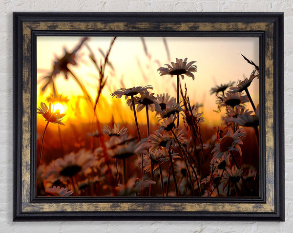 Daisies At Sunset Framed Print