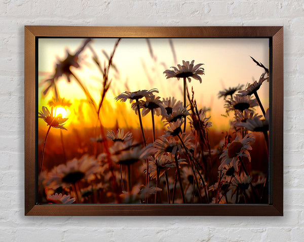 Daisies At Sunset Framed Print