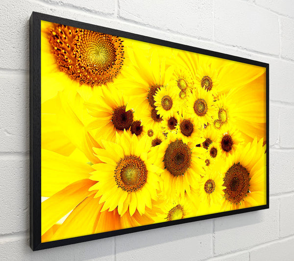 Sunflowers Galore