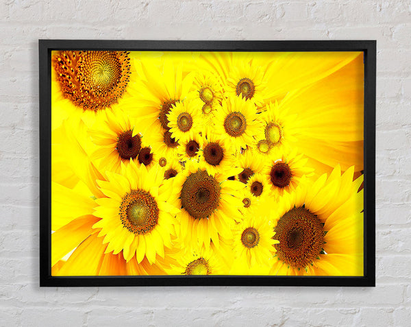 Sunflowers Galore Framed Print
