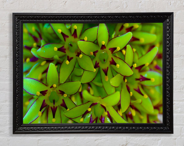 Eucomis Framed Print