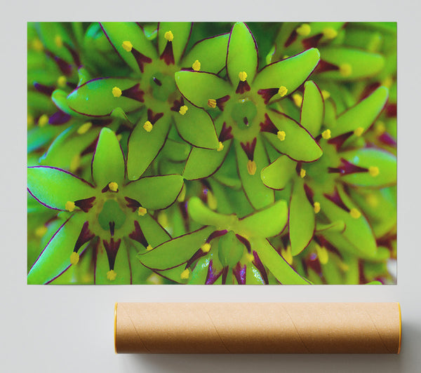 Eucomis Poster