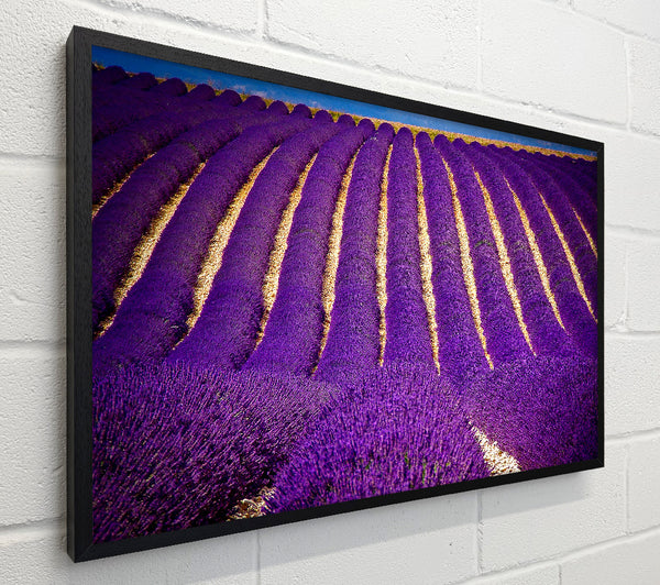 Lavender Field