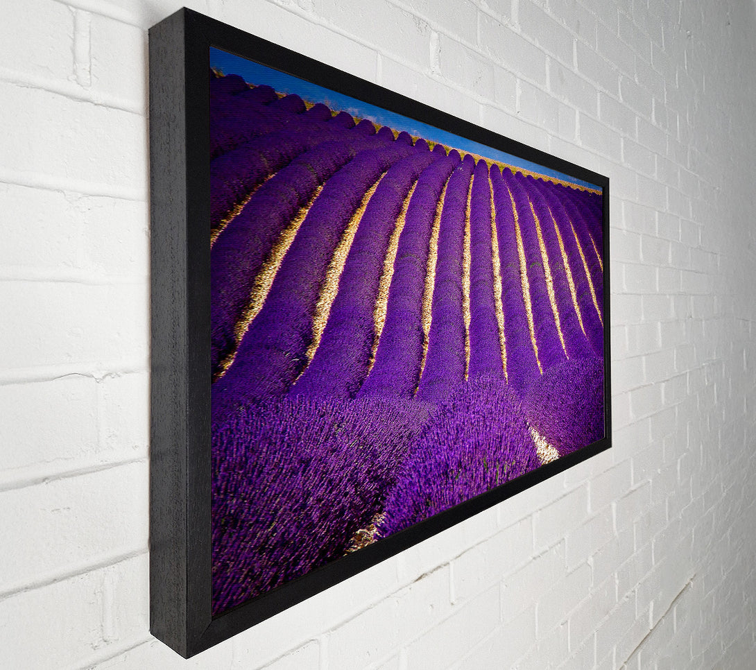  A Canvas Print of Lavender Field Canvas Art