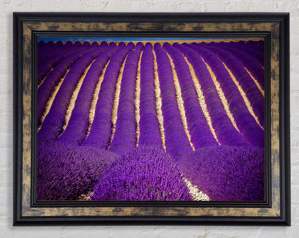 Lavender Field Framed Print